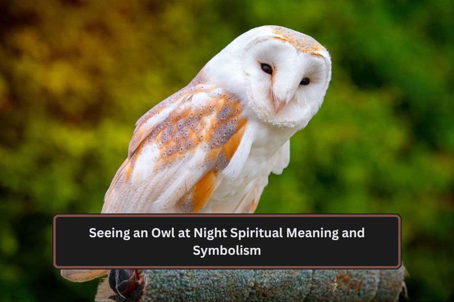 Seeing an Owl at Night Spiritual Meaning and Symbolism