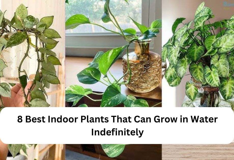 8 Best Indoor Plants That Can Grow in Water Indefinitely