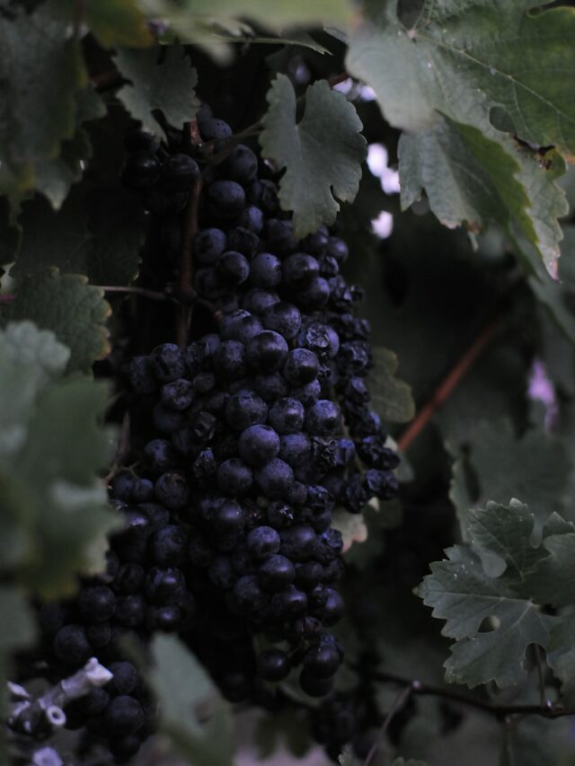 A Comprehensive Guide On How To Grow Grapes in Your Garden