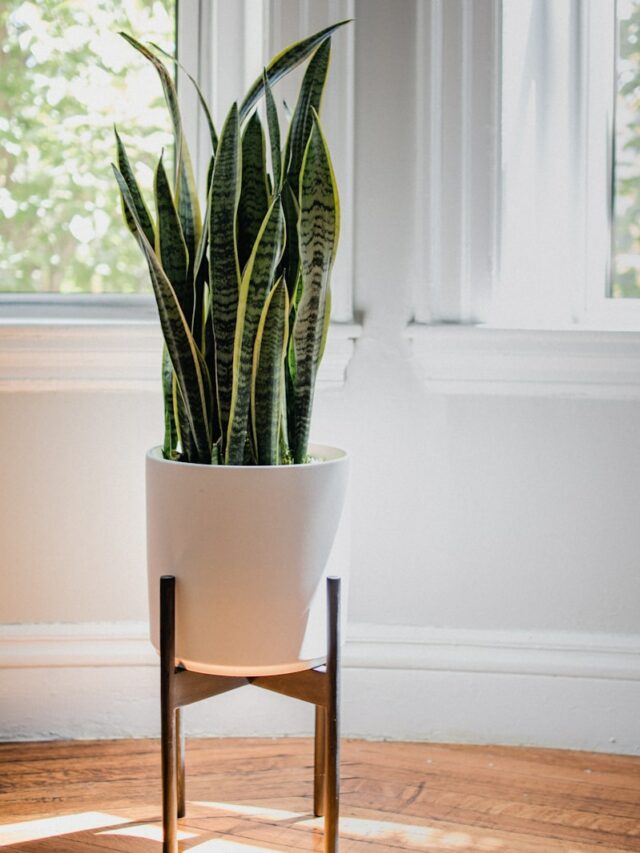 7 Easy-to-Avoid Mistakes That Could Be Hurting Your Snake Plant